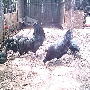 Sumatra Cock and Giant Sumatra Hen 051012