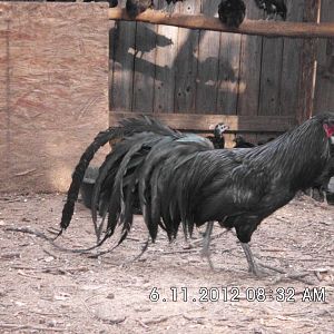 Sumatra Cock 061112
