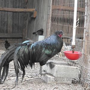 Sumatra Cock 061112 (1)