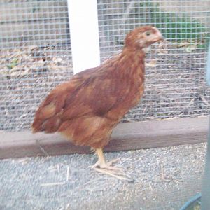 Peep, Rhode Island Red PUllet