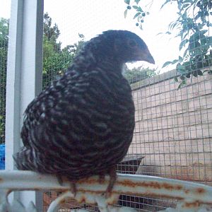 Lady Lacey, Barred Rock Pullet