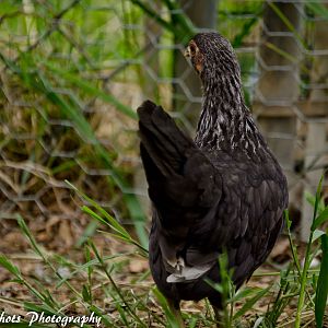 Aster