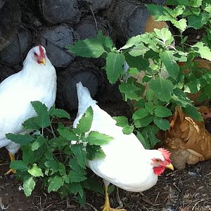 16 weeks old today. The girl in the front has a really developed comb and waddle!