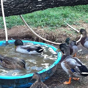 out of the seven ducks, we have 4 boys! I'm sorry ladies:(
