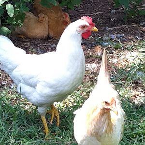 Floppy (because her comb is already hanging to the side) and celeste.