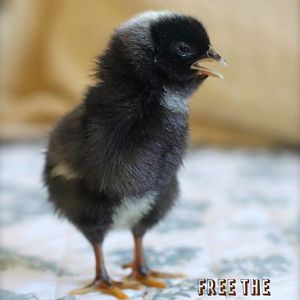 Zippy (Barred Plymouth Rock)