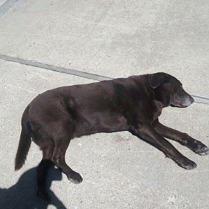11.5 yr old choc lab laying in the 90 degree sun lol soaking it up!