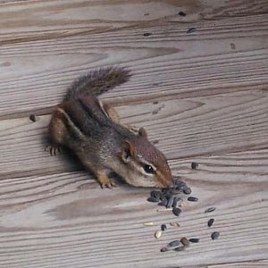 My sweet lil chippy!