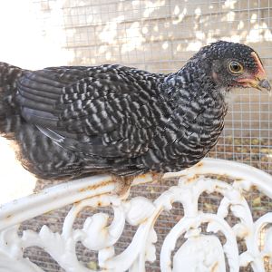 Lady Lacey, Barred Rock pullet
