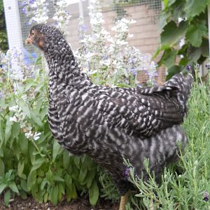 Lady Lacey, Barred Rock pullet in Lavender plants.