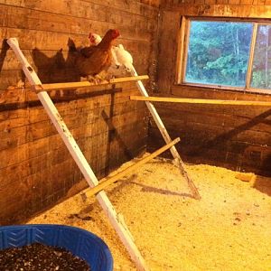 The Big girl roost. This roost is for the higher up girls/boys.