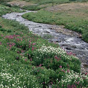 flower river