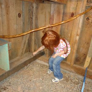 My grand daughter and the chickens that are hiding from her.