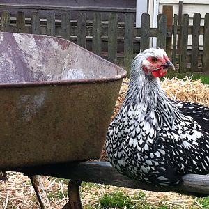 Lacey the chicken