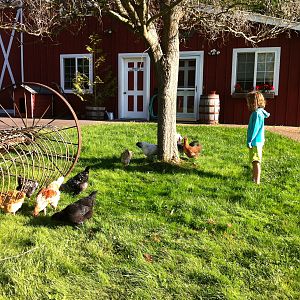 Jenny watches over the flock