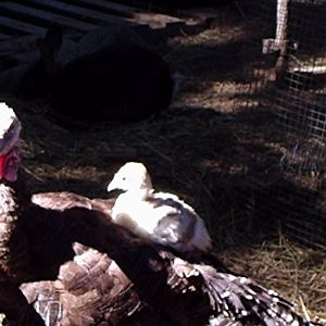Baby boy Bourbon Red poult taking a sun bath on Narragansett mama.  Jock.