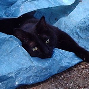 You never know where he might be lurking....