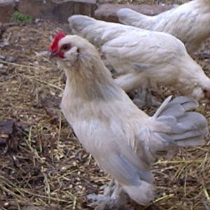 Am I handsome or what?  Jock and Beauty Queen.