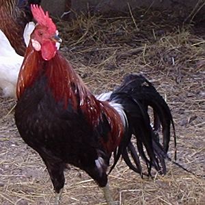 Another handsome guy, Brewster the Phoenix Rooster who dances for his ladies and never takes the best bite of a goodie.  Jock.