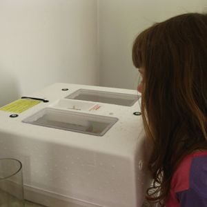My daughter watching the hatch