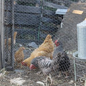 My Buff Orpingtons and the Barred rock banties