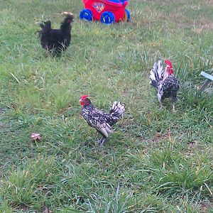 3 of our bantam roosters looking for worms