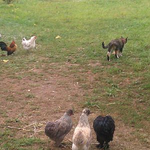 Our cat Izzy walking past some chickens.. she is the best cat we could ask for..