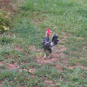 hamburg bantam rooster