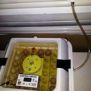 New Brinsea Genesis 1588 Incubator!