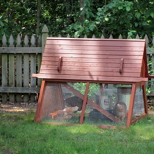 Coop with new pullets, before the run was built.  Hard to believe there used to be that much grass. Of course, chickens and summer drought didn't help the lawn in the back.