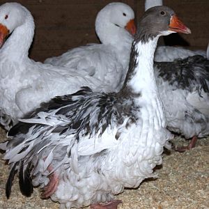 coming 5 month old female