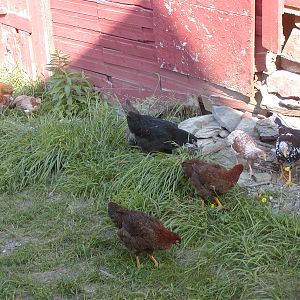 Chickens ranging between barns