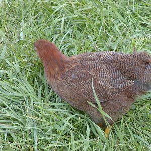 Partridge Chantecler at 10 weeks, down tail