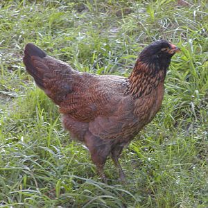 Persephone - EE at 10 weeks