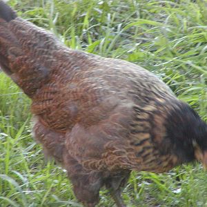 Persephone - EE at 10 weeks