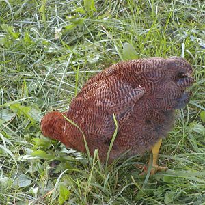 Partridge Chantecler at 10 weeks, down tail