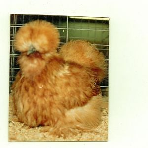 This is the Buff I bred that won RB at the joint ABA-APA National In Columbus before Buffs were recognized by APA. She was the result of 5 generations inbreeding to the same white cock. She threw great buffs and whites.