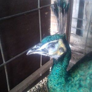 This eye was not swollen at all yesterday