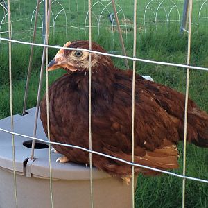 rhode island red