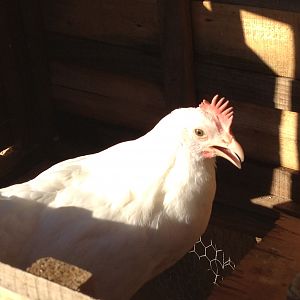 leghorn