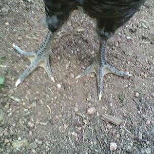 Back Legs