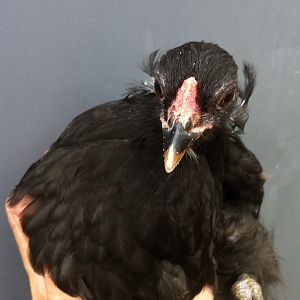This is a three-month-old Araucana chicken.  This breed is known for having tufts, no tail, and laying blue eggs.  Many people who think they have purchased this breed, actually have Easter Eggers, a mixed breed that carries the colored egg gene.