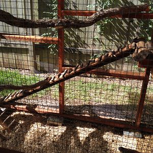 Ladder, landing and perches.