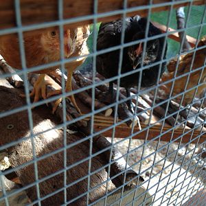 Landing and ladder.

L-R; Goldie (Golden Sex Link), Betty (Black Australorp), as yet unnamed (Easter Egger).
