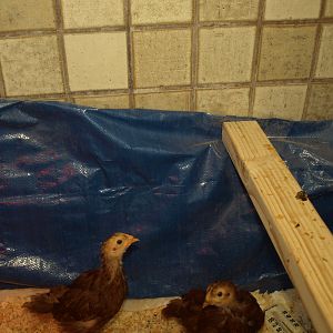 More Brooder