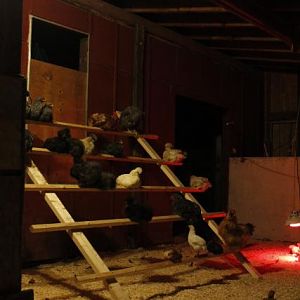 Grow Out Pen - Roost