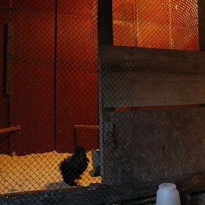 Sizzle pen. Actually it's just George right now. He has been really badly bullied. Even by the girls.