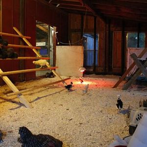 Full grow out pen/ silkie pen