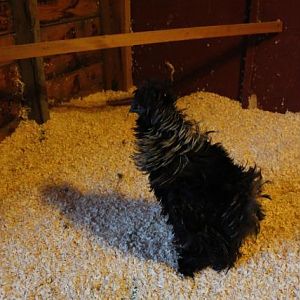 George digging his new sanctuary