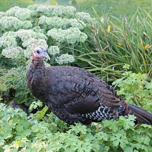 Mr. Betty posing in the garden